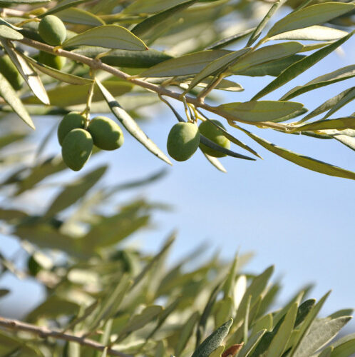 olive tree olive tree