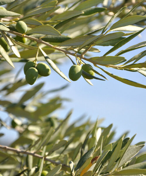 olive tree