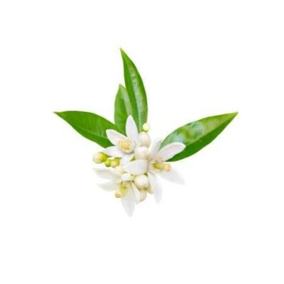 Eau (hydrolat) de fleur d’oranger Eau (hydrolat) de fleur d’oranger