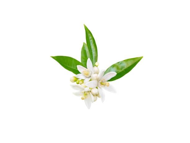 Eau (hydrolat) de fleur d’oranger